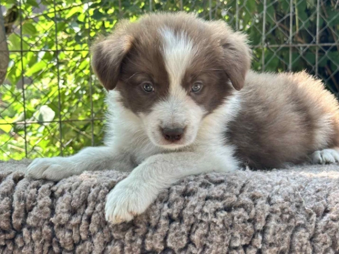 Perros Collie de la Frontera en venta