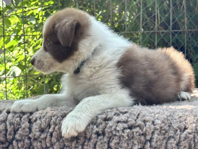 Perros Collie de la Frontera en venta