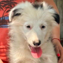 Gideon, black and white Border Collie Welpen kaufen