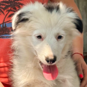 Border Collie puppy for sale