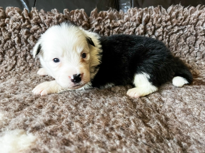 Border Collie Welpe kaufen