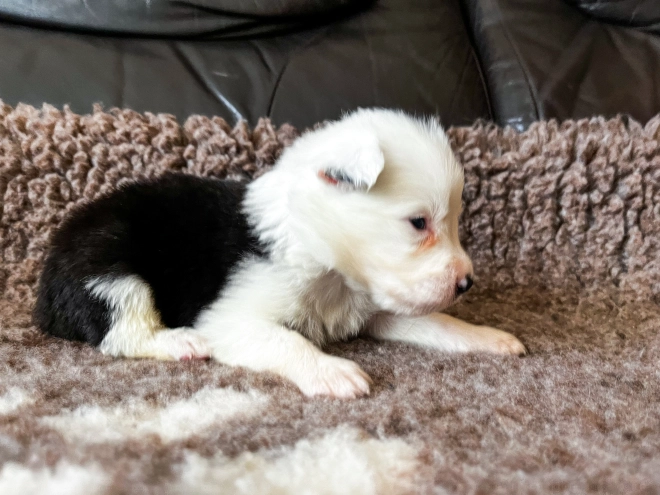 Border Collie Welpe kaufen