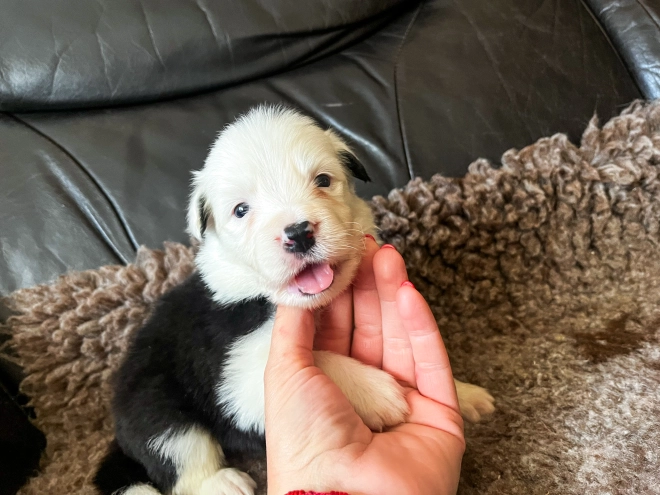 Border Collie Welpe kaufen