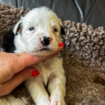 Gideon, black and white Border Collie Welpen kaufen