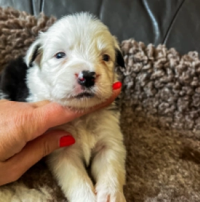 Perros Collie de la Frontera en venta