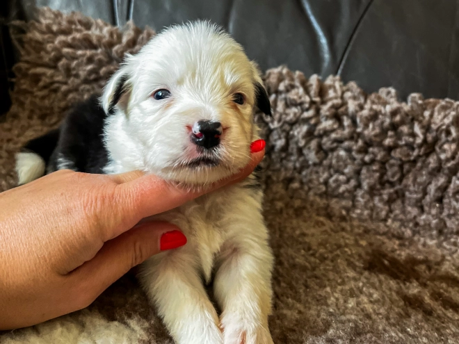 Border Collie Welpe kaufen
