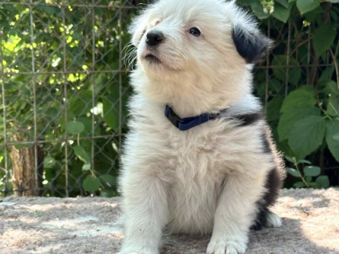 Border Collie Welpe kaufen