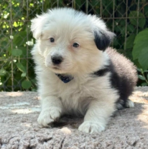 Border Collie Welpe kaufen