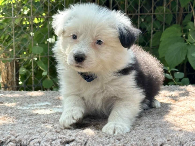 Border Collie Welpe kaufen