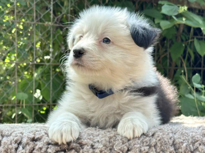 Border Collie Welpe kaufen