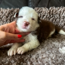 Festus, brown and white Border Collie Welpen kaufen