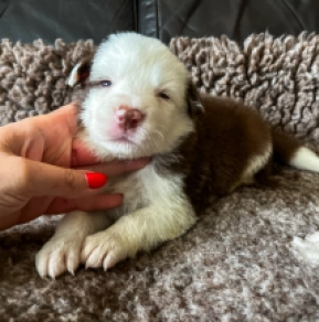 Perros Collie de la Frontera en venta