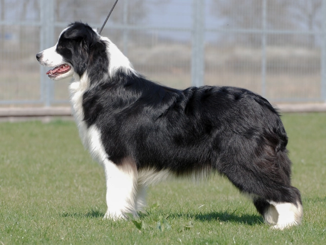 Border Collie Welpe kaufen