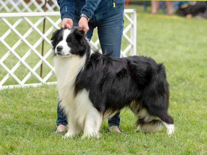 Border Collie Welpe kaufen