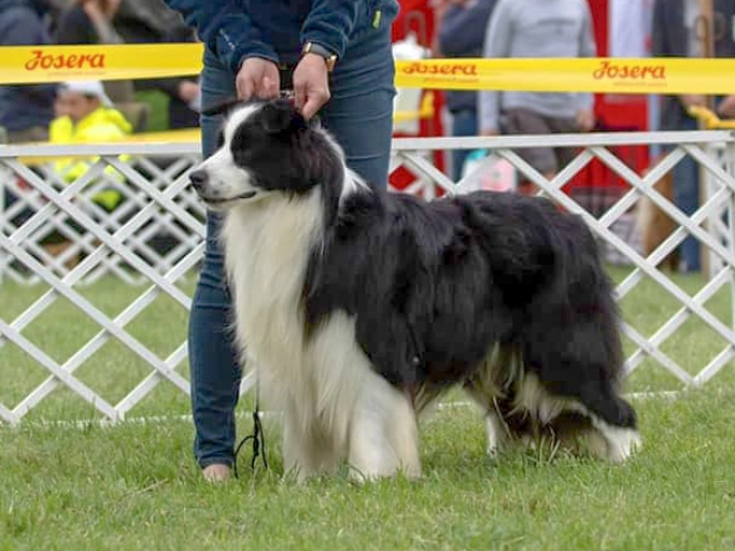 Border Collie Welpe kaufen