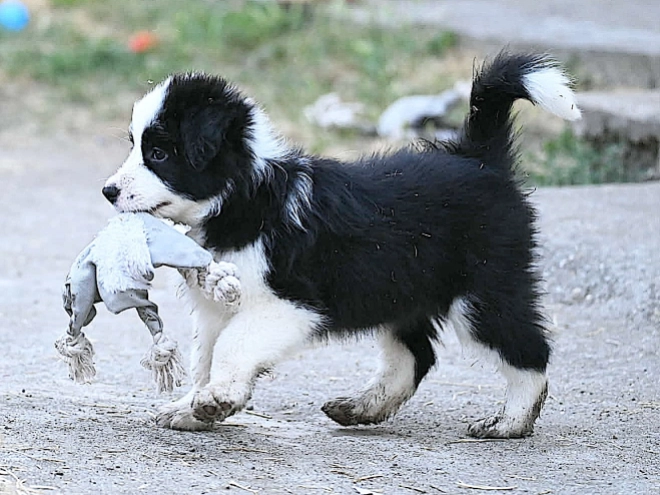 Border Collie puppy for sale