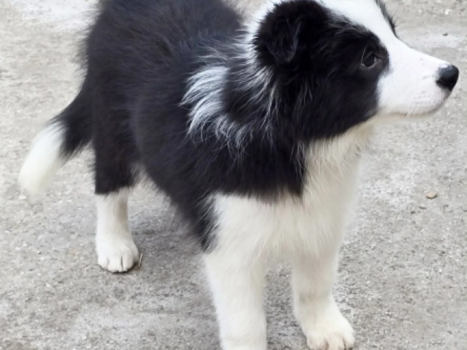 Border Collie puppy for sale