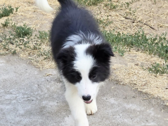 Border Collie puppy for sale