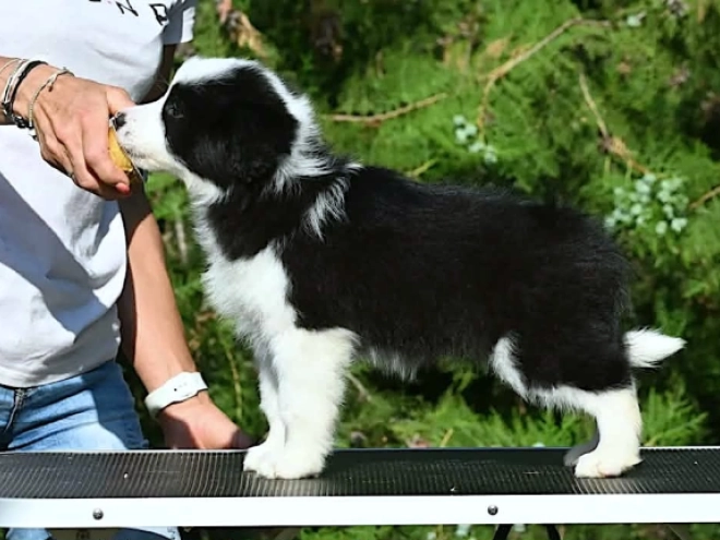 Border Collie puppy for sale
