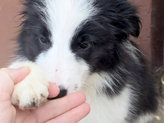 Border Collie puppy for sale