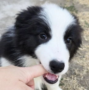 Border Collie puppy for sale