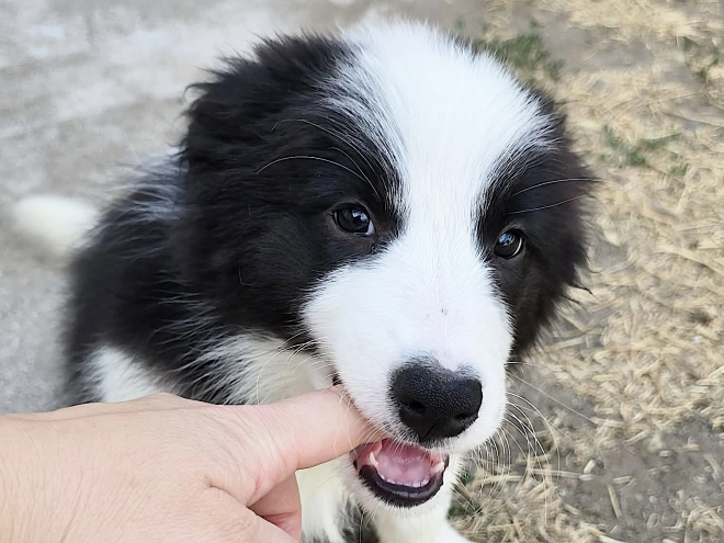 Border Collie puppy for sale