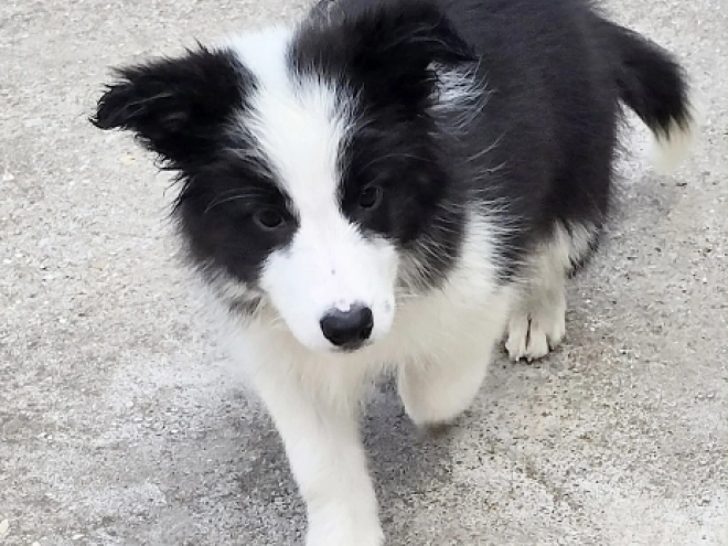 Border Collie puppy for sale