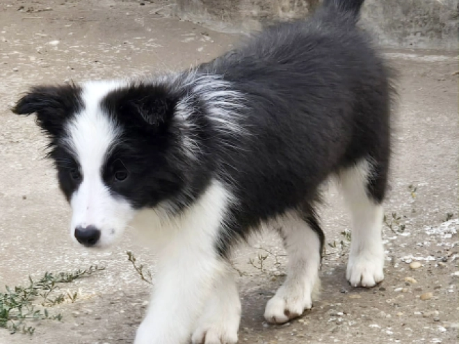 Border Collie puppy for sale