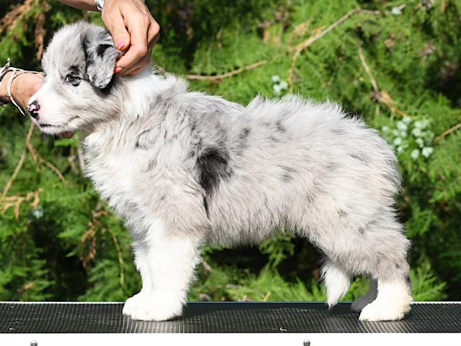 Border Collie puppy for sale
