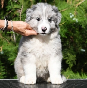 Border Collie puppy for sale