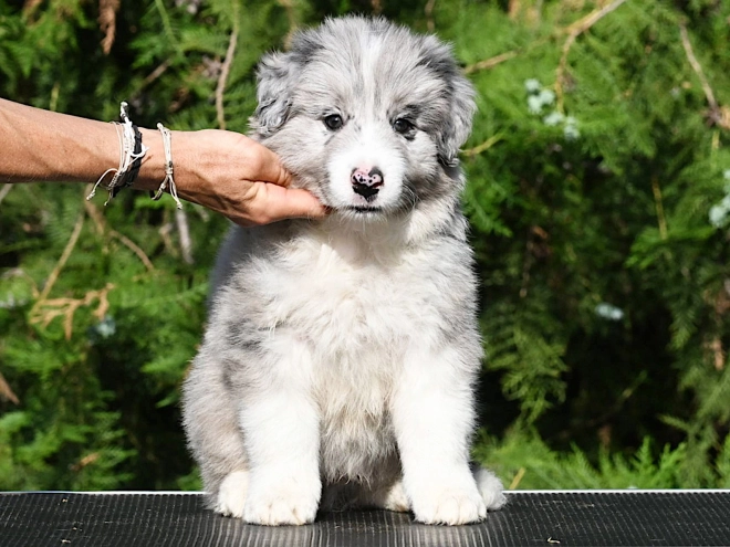 Border Collie puppy for sale