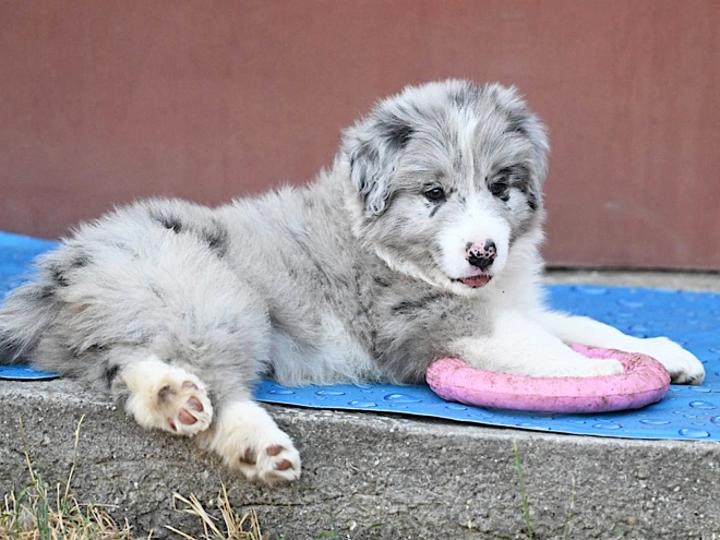Border Collie puppy for sale