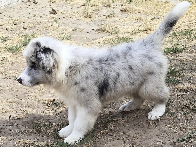 Border Collie puppy for sale