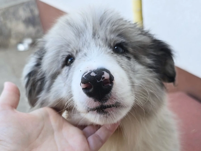 Border Collie puppy for sale