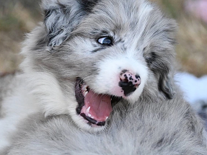 Border Collie puppy for sale