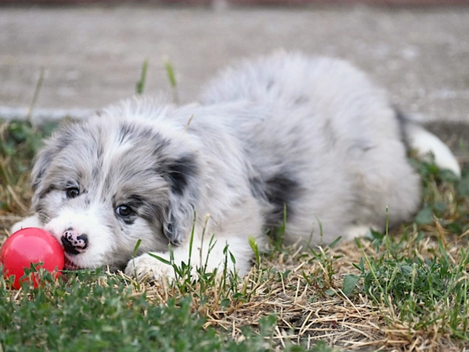 Border Collie puppy for sale