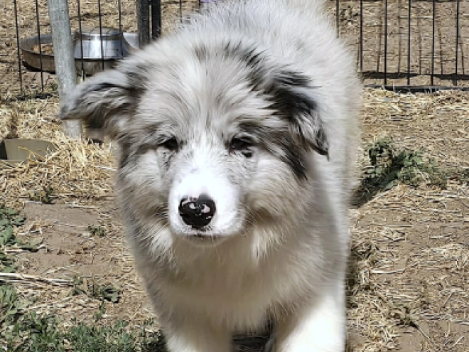 Border Collie puppy for sale
