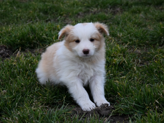 Perros Collie de la Frontera en venta