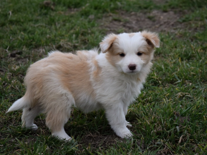 Perros Collie de la Frontera en venta