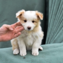 Border Collie Welpe zu verkaufen