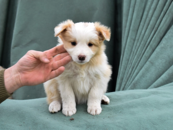 Perros Collie de la Frontera en venta