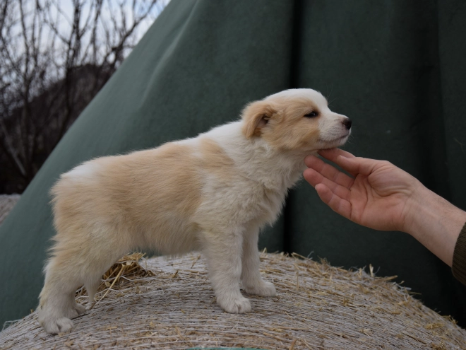 Perros Collie de la Frontera en venta