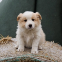 Border Collie Welpe zu verkaufen