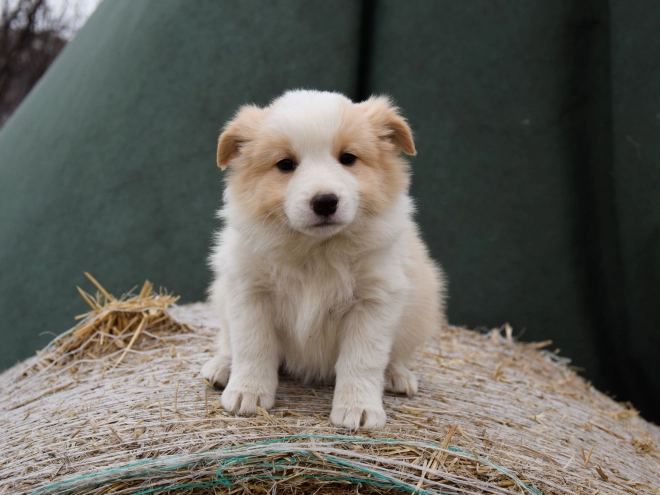 Perros Collie de la Frontera en venta