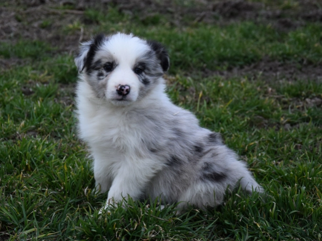 Border Collie puppy for sale