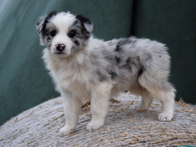 Border Collie puppy for sale
