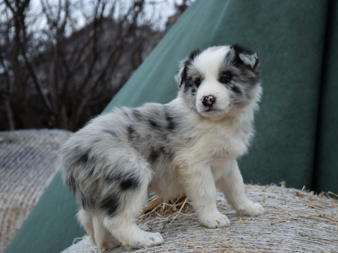 Border Collie puppy for sale