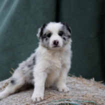 Border Collie Welpe zu verkaufen