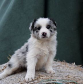 Border Collie puppy for sale