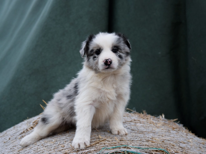 Border Collie puppy for sale